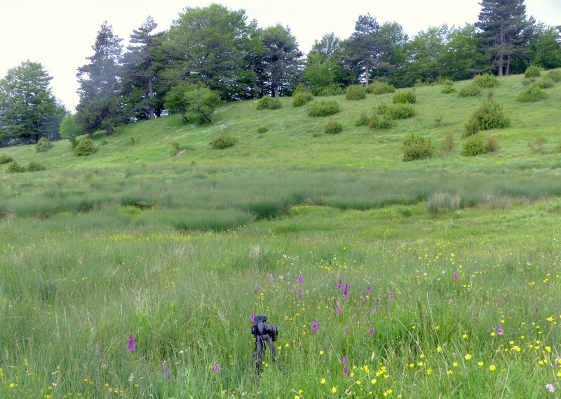 Ophrys tardive e altre orchidee in Epiro - Grecia settentrionale  22_30 maggio 2024.